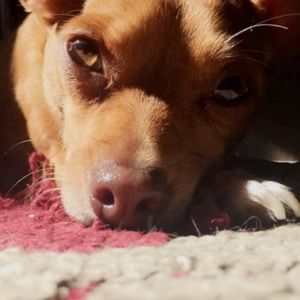 Meet your Posher, Jordan